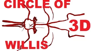 Circle of Willis Anatomy - Cerebral Circulation