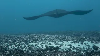 Diving Blue Marlin Dive Komodo National Park / Tauchen Reisestark