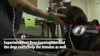 VIDEO: Inmates Raise Puppies for Wounded Veterans