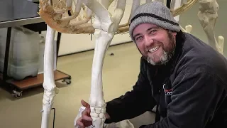 The Equine Skeleton - Thoracic (Fore) Limb with Paul Conroy Bsc (Hons)