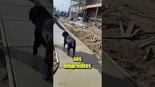 Ce Chien Va Faire Une Bêtise ? 😂❤️