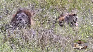 Two Lazy Lions Falling Asleep Together Bumping Heads