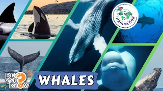 Whales! Under The Sea Wildlife Facts For Kids Video #4