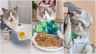 Funny cat makes food 2022 That Little Puff Tiktok Compilation #3