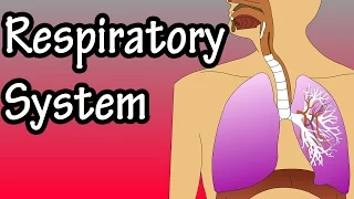 Respiratory System - How The Respiratory System Works