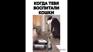 Когда собаку воспитали кошки)))