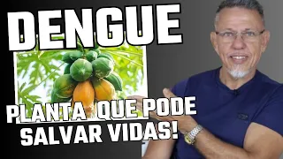 MAMOEIRO - Para tratar a Dengue, problemas intestinais, infecções  e muito mais... !!!