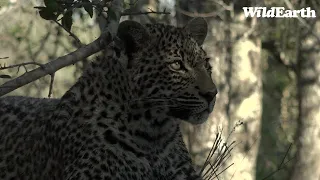 WildEarth - Sunrise  Safari - 24 June 2022