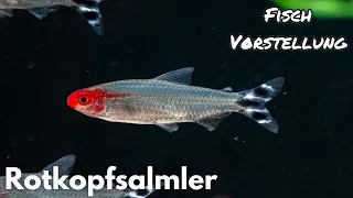 Rotkopfsalmler - Hemigrammus (Petitella) bleheri  | Liquid Nature Fisch Vorstellung