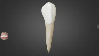 Mandibular canine / الناب السفلي