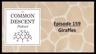 Episode 159 - Giraffes