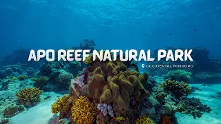 Apo Reef Natural Park Tour