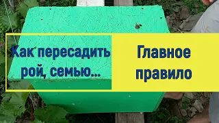 Как пересадить рой или семью.  Главное правило