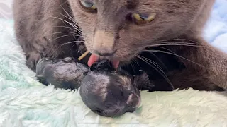 Rescue cat Grace gives birth for the last time!