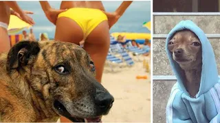 Best Funny Animal Videos 2022 😂 Funniest Dogs and Cats Videos 😻 Compilation #40