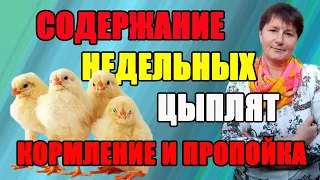 Содержание недельных цыплят. Важные моменты - кормление и пропойка.