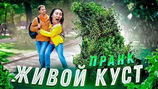 Живой куст пранк / Prank vs Пранк Вджобыватели и яМайя реакция