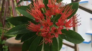 Xanthostemon Chrysanthus / First love plant care/ Red penda plant care in a pot