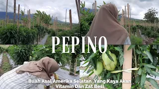 Pepino, Buah Segar Berkhasiat Obat