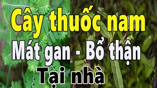 9 cây thuốc nam mát gan bổ thận tốt nhất quanh nhà mà bạn không ngờ đến