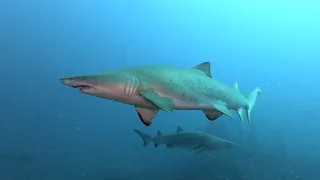 Part 2. Diving with sand tiger sharks on the Caribsea shipwreck