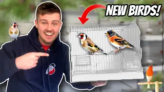 *NEW* Birds from Stafford Bird Show!