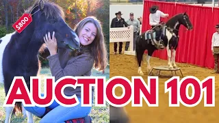 HOW TO BUY A HORSE AT AUCTION - Ultimate Guide