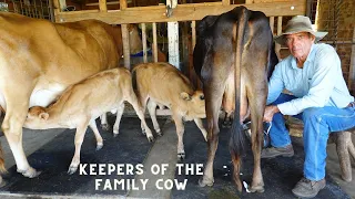 CALF SHARING WITH DAIRY COWS (WHERE EVERYBODY IS HAPPY)