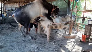 cow meeting near my house