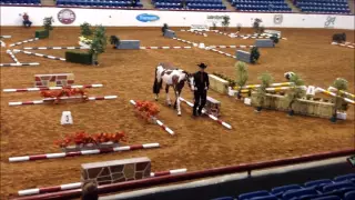 2015 APHA World Champion Open In Hand Trail