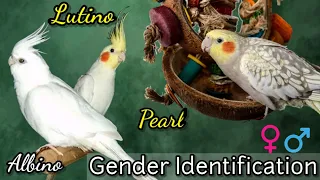 How to tell Gender of your Cockatiels || Lutino, Albino & Pearl Cockatiel Gender Identification
