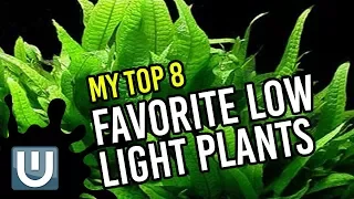 Low Light Aquarium Plants - My No Fail Top 8 Favorites