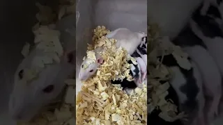 Помогаю мышке родить!