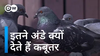 जाबांज पक्षी कबूतर से इतनी नफरत क्यों? [The city pigeon: Friend or foe?]