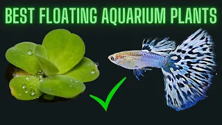 5 Best Floating Aquarium Plants for Guppy Fish