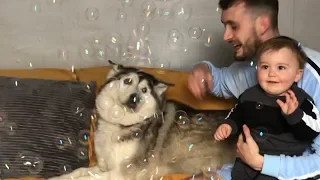 Husky & Baby Funny Reaction To Bubbles!!