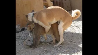 Funny dog mating  Dog mating with cat, pig, duck, monkey, goat  Dog mating with other animals