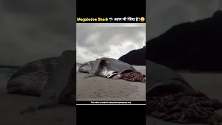 किया Megalodon Shark अभी भी जिंदा है?😳|Proof That Megalodon Still Exist|#shorts #viral