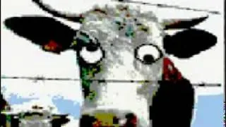 Funny: Mad Cow