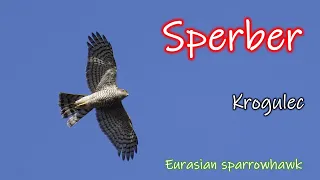 SPERBER  im Flug