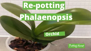 Re-potting my orchid - Phalaenopsis