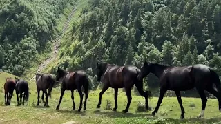 Карачаево-Черкессия. Домбай. Теберда.