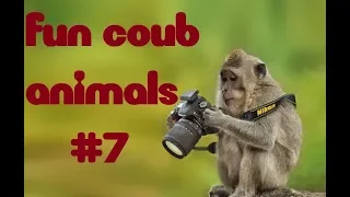 FUN coub animals #7/ видеоприколы/ coub2018/ животные/ смешныеживотные/ приколы2018