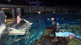 Inside the giant ocean tank and behind the scenes at the aquarium