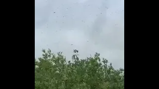 Торнадо из комаров пронесся по поселку Усть-Камчатск