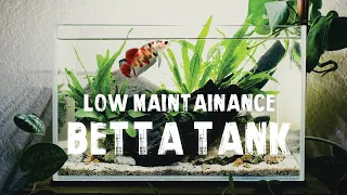 BETTA TANK SETUP | Low Maintenance Aquascape | Step By Step