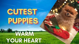 🐶Cutest Puppies will Absolutely Warm Your Heart 💖 #Shorts