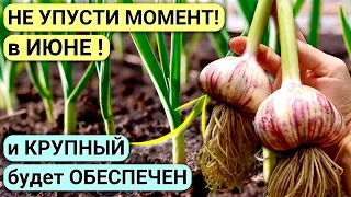 Крупный ЧЕСНОК! Как вырастить? Полейте ЭТИМ чеснок в ИЮНЕ и урожай вас порадует!