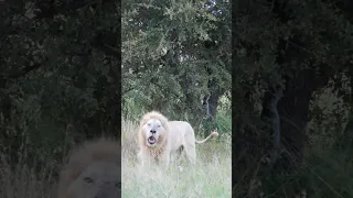 Casper the WHITE LION with a mighty ROAR 🎶