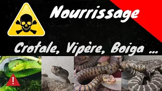 ÉLEVAGE DE SERPENT INTERDIT-Nourrissage serpents venimeux (crotales, vipères, boiga...)-Venom.X